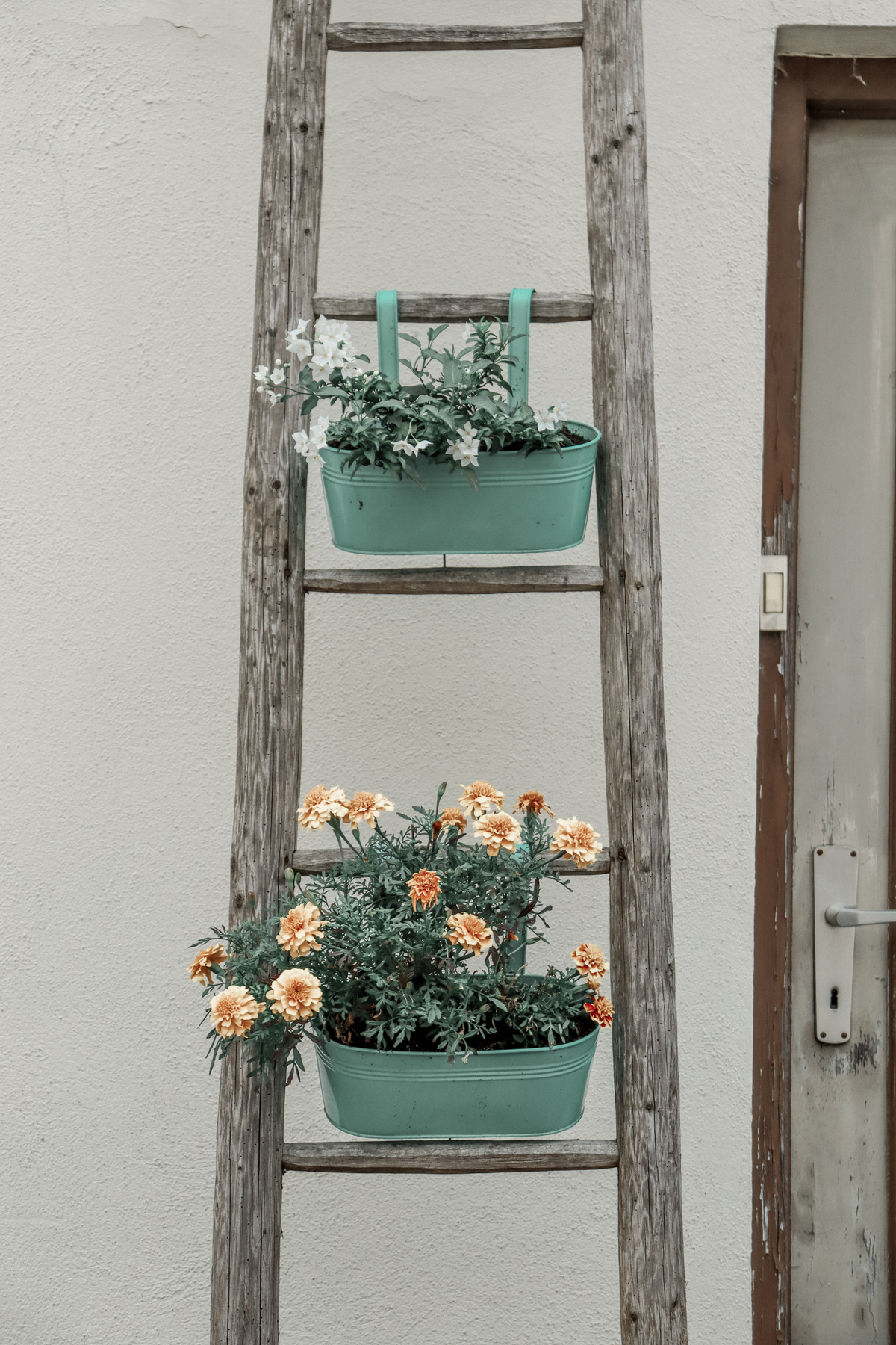 Plants in Buckets Hanging on a Wooden Ladder